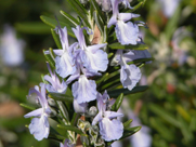 Clinical Aromatherapy for Hospitals